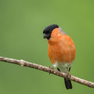 Redwell   07 06 2016   D3s (78 Of 165).jpg